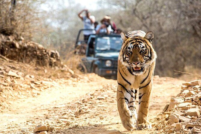 2-Days Private Ranthambhore Tiger Tour from Jaipur - Jaipur to Ranthambhore: the 8:00 am start that sets your odds