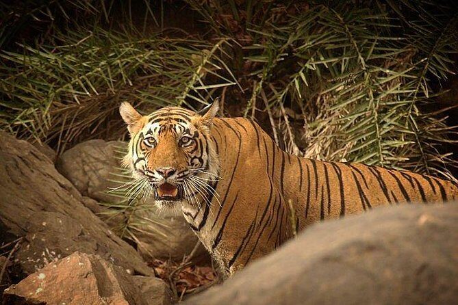 2-Days Private Ranthambhore Tiger Tour from Jaipur - Safari day 2: the early ride and why you should care about morning light