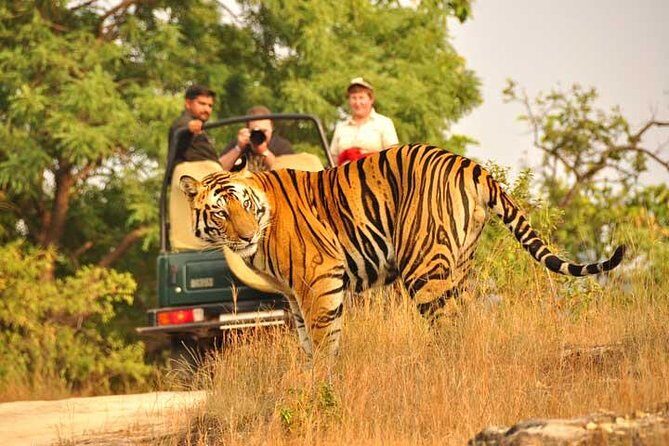 2-Days Private Ranthambhore Tiger Tour from Jaipur - Tiger sightings: how to set expectations without killing the fun
