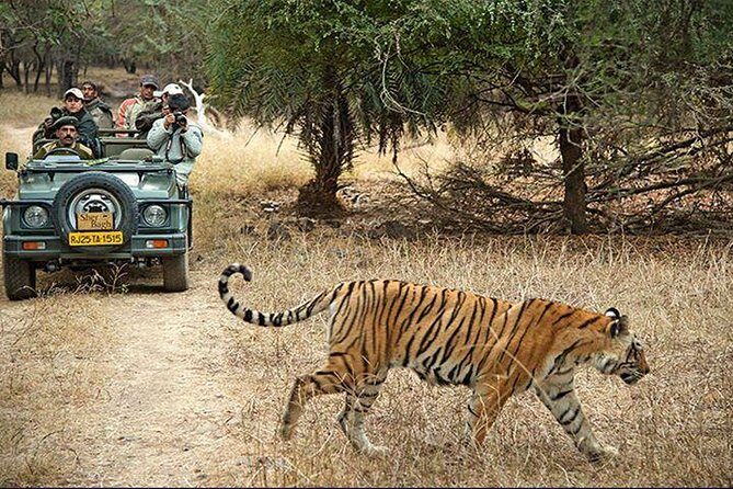 2-Days Private Ranthambhore Tiger Tour from Jaipur - Safari day 1: arriving, settling in, then going back into tiger country