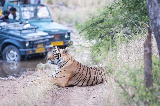 4 Day Golden Triangle with Ranthambore Tiger Safari Tour from Delhi - Key details worth knowing before you go