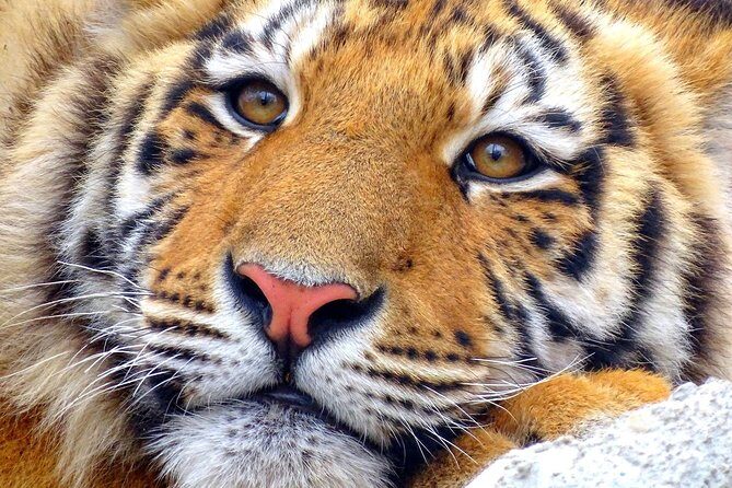 4 Day Golden Triangle with Ranthambore Tiger Safari Tour from Delhi - The drive between cities: comfort, timing, and how to stay sane