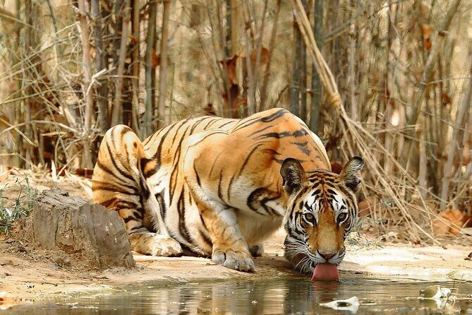 4-Day Private Delhi, Agra & Jaipur with Ranthambore Tiger Safari - Private AC Transport From Delhi: Comfort and Control