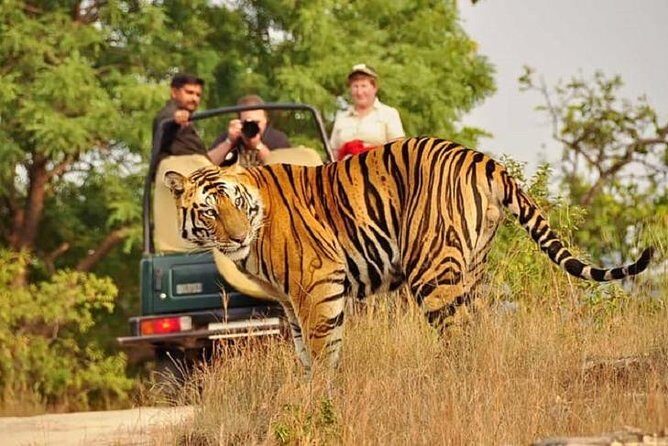 5-Day Private Delhi, Agra and Jaipur with Ranthambhore Tiger Tour From Delhi - Ranthambore Day 3: Two Shared-Jeep Safaris for Tiger Time