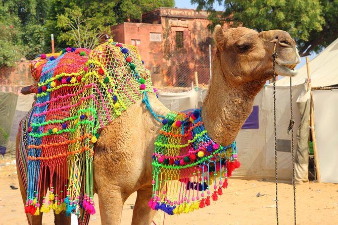 Afternoon Walk Tour with Sunset & Fire Ritual -The Pushkar Route - Key highlights that make this tour worth your time