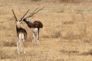 Bishnoi Village Safari - Bishnoi basics: why they protect animals in a dry region