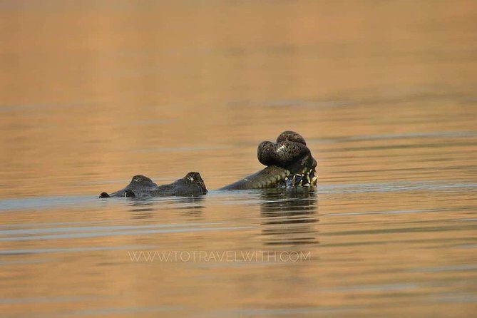 Chambal River Safari - Key Things to Know Before You Go