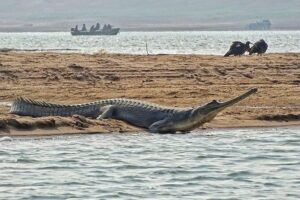 Chambal River Safari - National Chambal Wildlife Sanctuary: What You’re Looking For