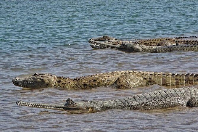 Chambal River Safari - What the Tour Really Gives You (and What You Need to Plan for)