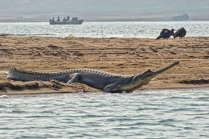 Chambal River Safari - National Chambal Wildlife Sanctuary: What You’re Looking For