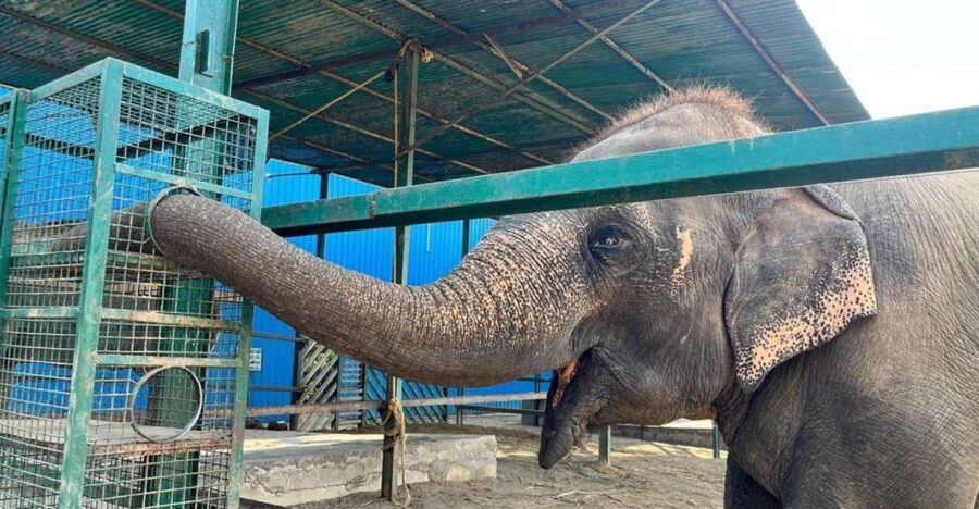 From Agra: Visit to Wildlife SOS Elephant Conservation Trip - Key things I’d bank on