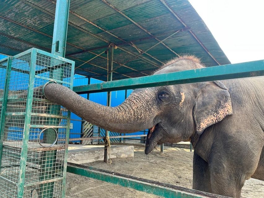 From Agra: Visit to Wildlife SOS Elephant Conservation Trip - Wildlife SOS in Agra: why this elephant visit feels different