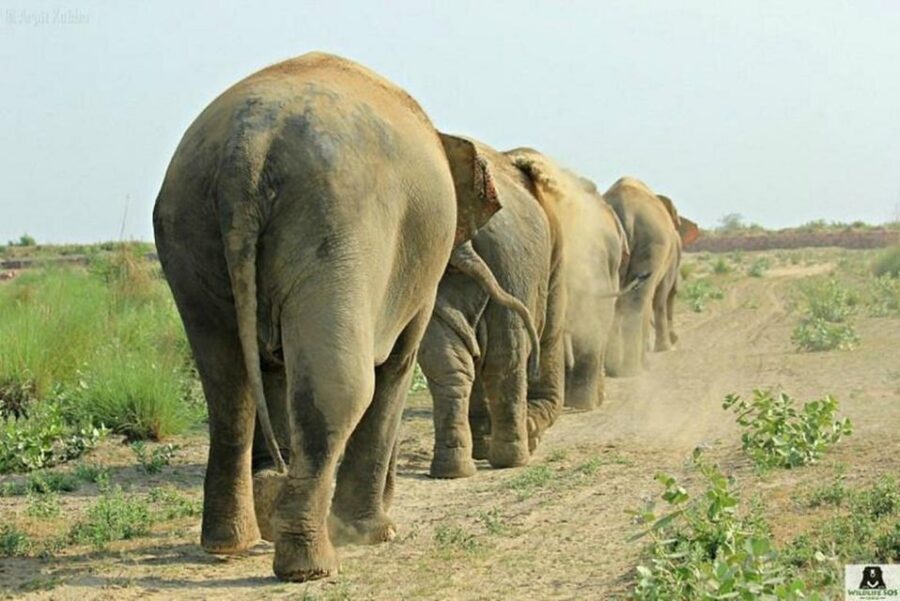 From Agra: Visit to Wildlife SOS Elephant Conservation Trip - Timing and itinerary feel: a half-day that doesn’t waste your time