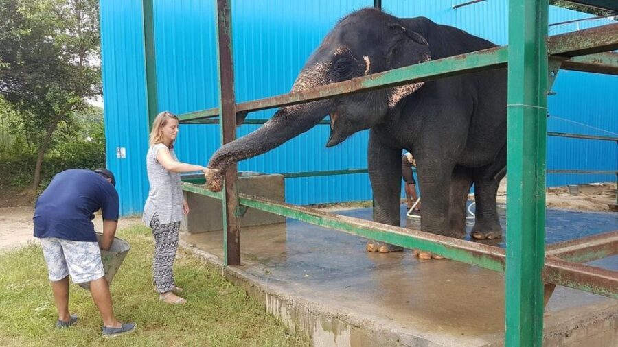 From Agra: Visit to Wildlife SOS Elephant Conservation Trip - Should you book this Agra day trip?