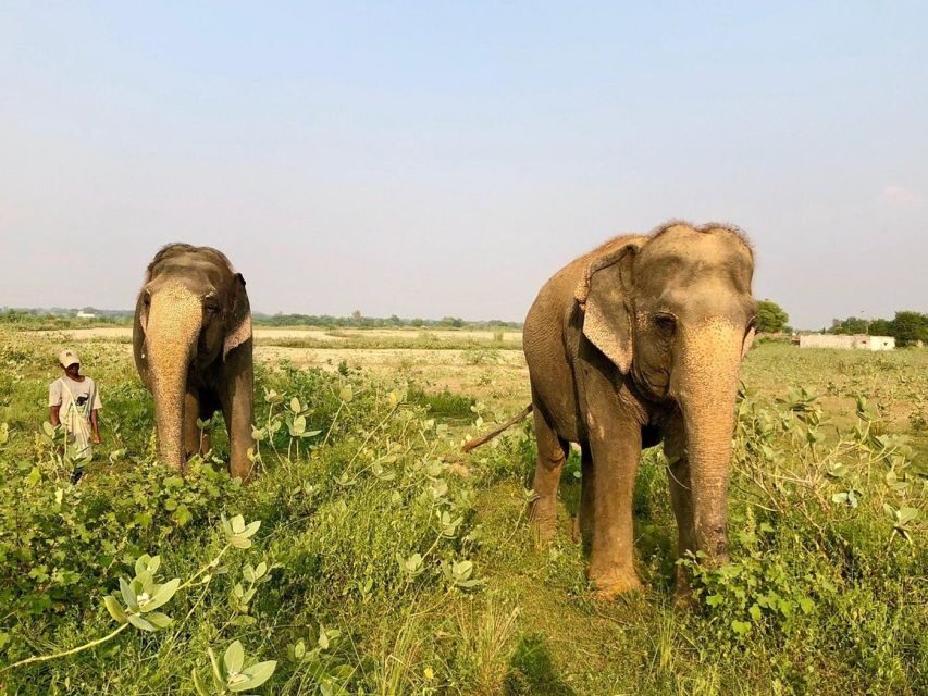From Agra: Visit to Wildlife SOS Elephant Conservation Trip - Private transfers in Agra: the easiest way to get there