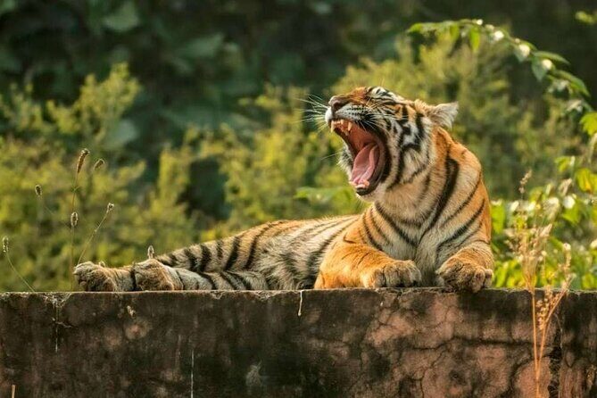 From Delhi : 6 Days Delhi, Jaipur, Agra & Ranthambore By Car - Key things to know before you go