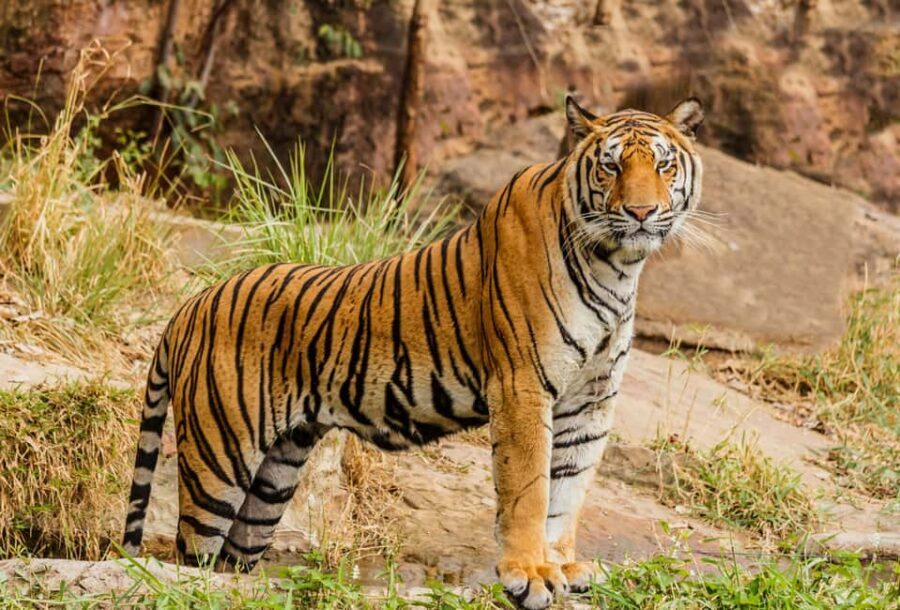 From Jaipur: Ranthambore National Park Day Trip with Safari - Why Ranthambore Works as a Jaipur Day Trip