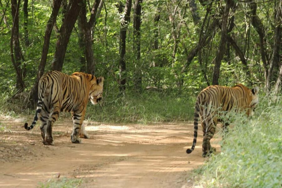 From Jaipur: Ranthambore National Park Day Trip with Safari - From Jaipur Pickup to Sawai Madhopur: What the Ride Feels Like