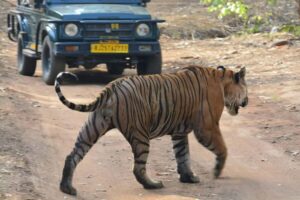 From Jaipur: Ranthambore National Park Day Trip with Safari - The Safari Vehicle Choice: Jeep Capacity vs Canter Sightlines