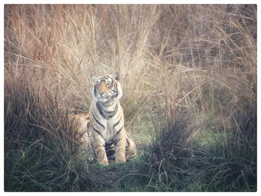 From Jaipur: Ranthambore National Park Day Trip with Safari - Inside Ranthambore National Park: How the Day Actually Plays Out