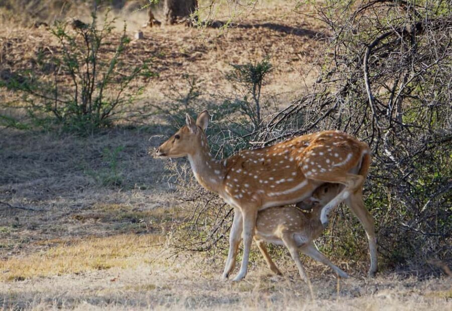 From Jaipur: Ranthambore National Park Day Trip with Safari - What You Can See Besides Tigers (and Why That Still Feels Like a Win)