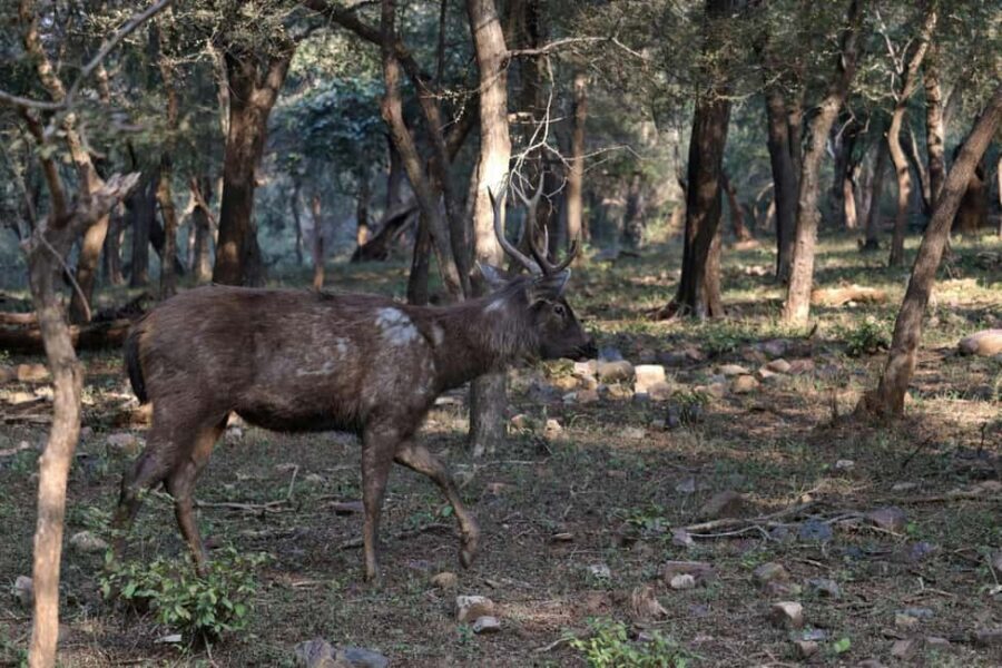 From Jaipur: Ranthambore National Park Day Trip with Safari - Photo and Comfort Tips That Actually Matter in the Moment
