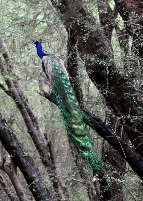 From Jaipur: Ranthambore National Park Day Trip with Safari - Price and Value: Is $85 Reasonable for a 12-Hour Safari Day?