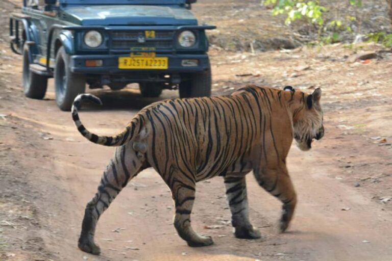 From Jaipur: Ranthambore National Park Day Trip with Safari - The Safari Vehicle Choice: Jeep Capacity vs Canter Sightlines