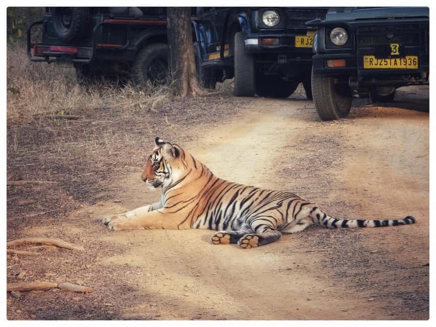 From Jaipur: Ranthambore National Park Day Trip with Safari - What to Pack: Your Personal Runbook for a Long Wildlife Day