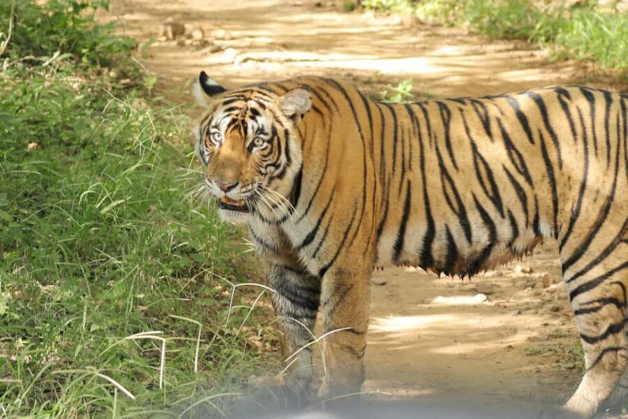 From Jaipur: Ranthambore National Park Day Trip with Safari - Who Should Book This Safari Day Trip (and Who Should Skip It)