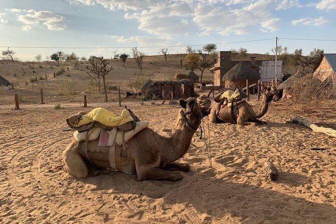 From Jodhpur : Overnight Stay In Desert With Camel Safari - Day 2 back to Jodhpur: breakfast and an easy return