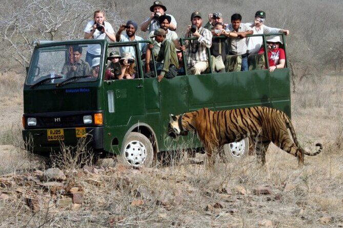 Golden Triangle & Ranthambore: 4-Day Private Tour from Delhi - Day 3: Ranthambore Safari With an English-Speaking Naturalist