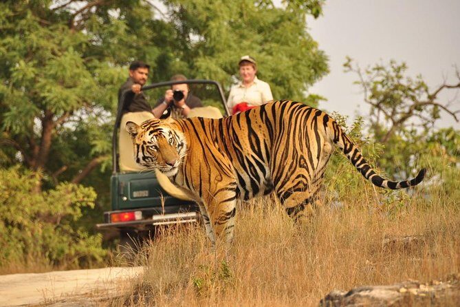 Golden Triangle with Wildlife and Royal Castle Stay - Day 4 Jaipur: Birla Mandir and Albert Hall Museum in a slower-feeling day