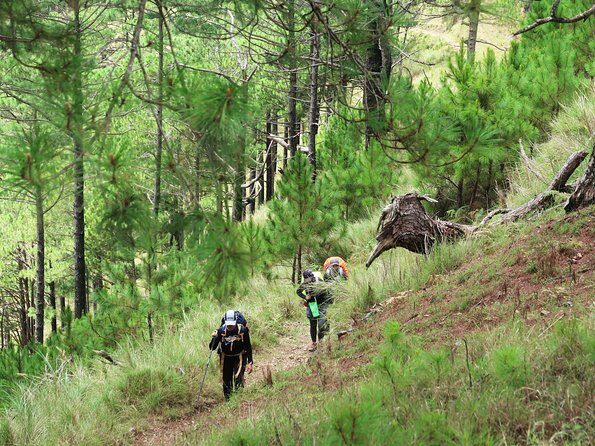 Hiking Day Tour to Triund from Dharamshala - Guide-Led Safety and Pace: The Real Value on a Steep Trail