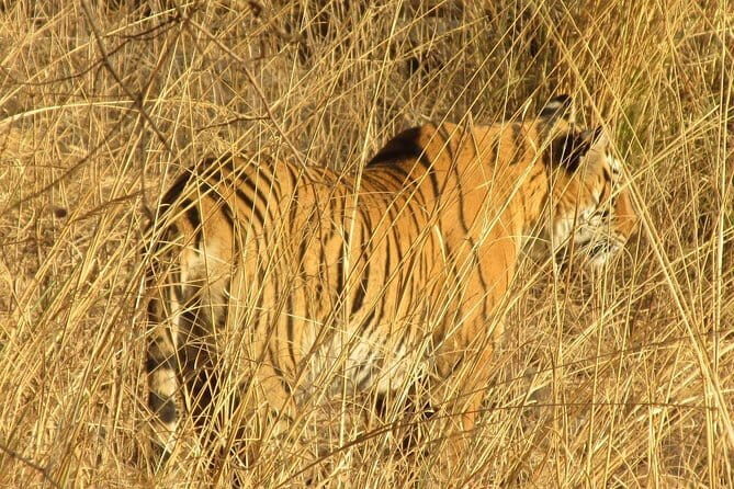 Jaipur Full Day Attractions Tour by AC Car with Local Guide - Tickets, Fees, and What $14 Buys You (Real Value Math)