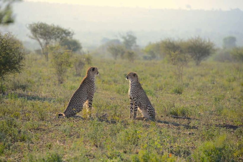 Jaipur: Jhalana Amagarh Leopard Reserve 4×4 Jeep Safari - Key Things I’d Fixate On Before You Go