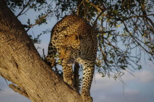 Jaipur: Jhalana Amagarh Leopard Reserve 4×4 Jeep Safari - Pickup in Jaipur: How the Day Starts (and Why It’s Worth It)