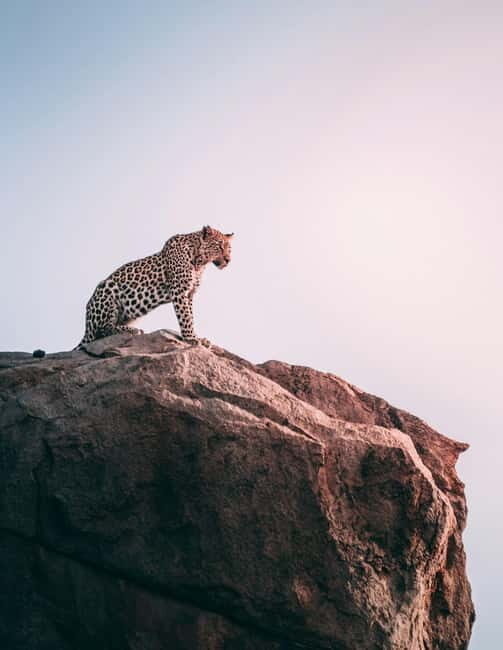 Jaipur: Jhalana Amagarh Leopard Reserve 4×4 Jeep Safari - The 4x4 Jeep Safari: What You’re Actually Paying For