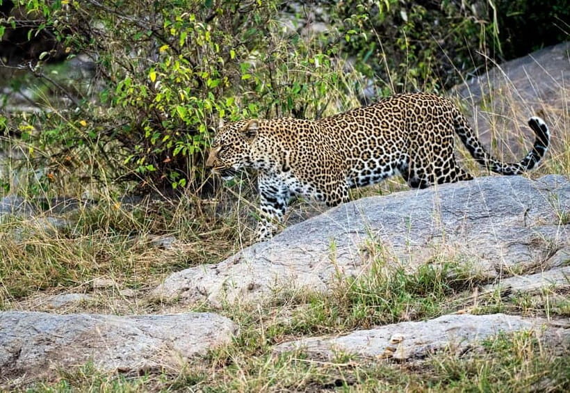 Jaipur: Jhalana Amagarh Leopard Reserve 4×4 Jeep Safari - What You Can Expect to See: Leopards and the Neighborhood Cast