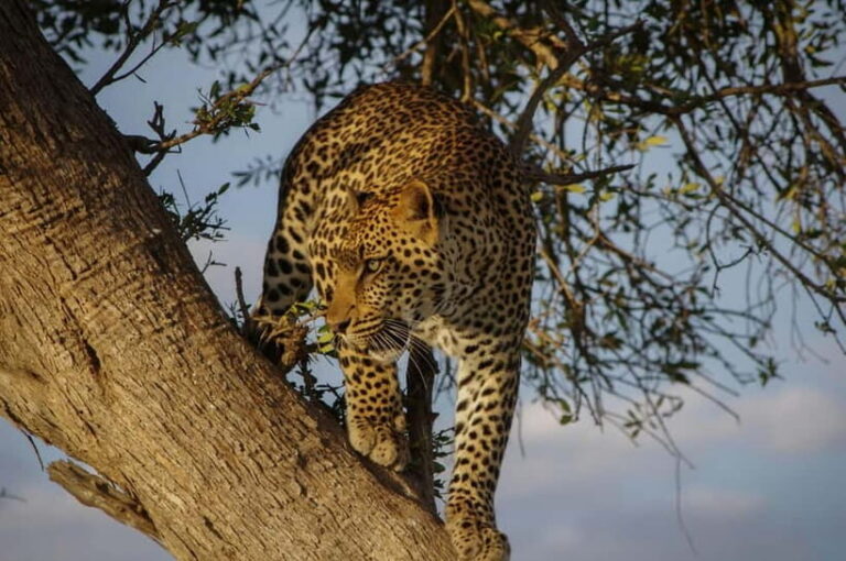 Jaipur: Jhalana Amagarh Leopard Reserve 4×4 Jeep Safari - Pickup in Jaipur: How the Day Starts (and Why It’s Worth It)