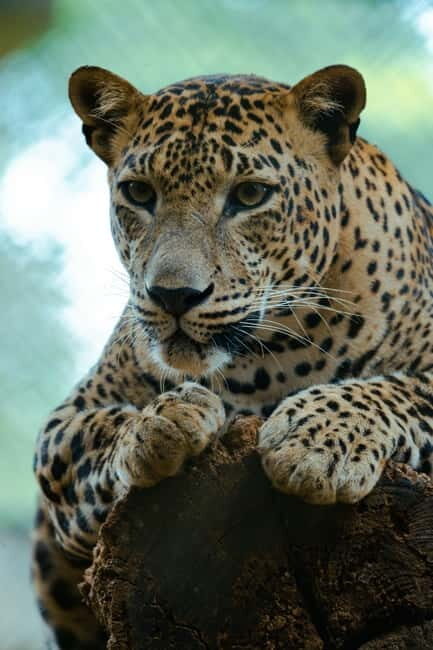 Jaipur: Jhalana Amagarh Leopard Reserve 4×4 Jeep Safari - Price and Value: Does $60 Buy You Real Wildlife Time?