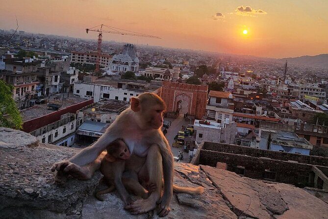Jaipur Tuk Tuk Sightseeing Tour with Monkey Temple Sunset View - City Palace: where royal life becomes a map of Jaipur