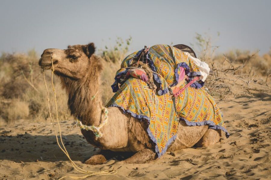 Jaisalmer: 2-Day Thar Desert Experience - Thar Desert National Park Stop: Camel Ride and a Guided Walk