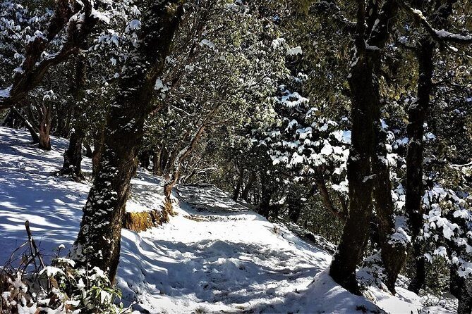 Nag Tibba 2 Days Trek (Pantwari to Pantwari) - Trek Leadership: What the Best Guides Do (and Why You’ll Care)