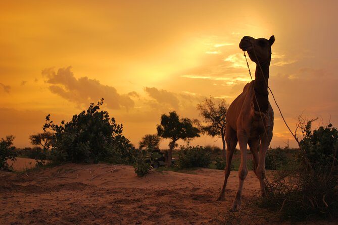 Overnight Camel Safari (remote And Isolated) - Key highlights