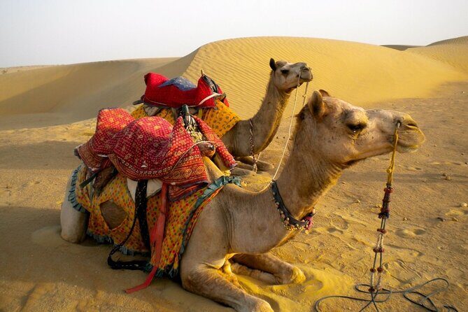 Private Overnight Safari Tour with Camel Ride - Sunset on Camelback: The Real Point of the 2-Hour Ride