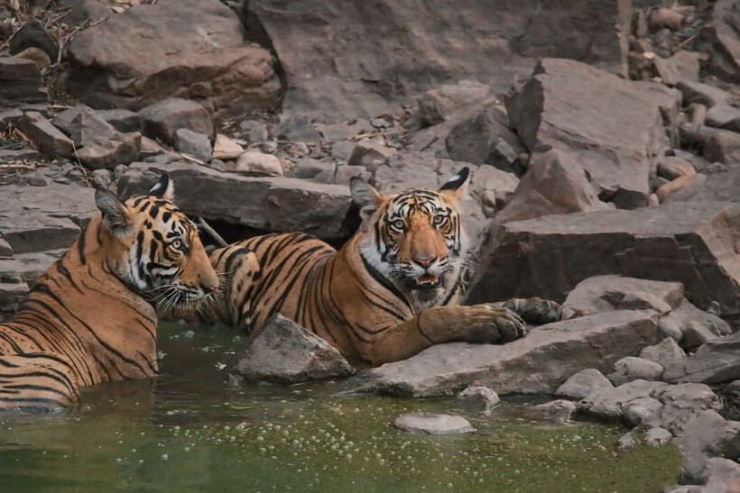 Ranthambore National Park: Safari Ticket with Pickup Option - Key things to know before you go