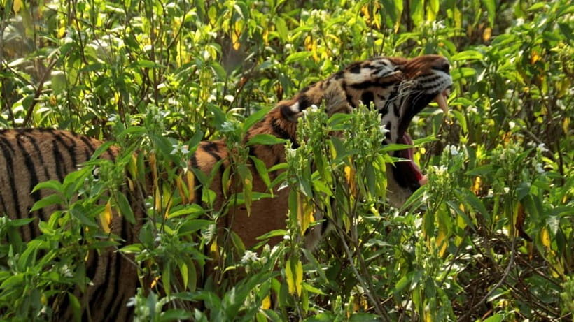 Ranthambore National Park: Safari Ticket with Pickup Option - Rules and Packing That Actually Matter in a Tiger Reserve
