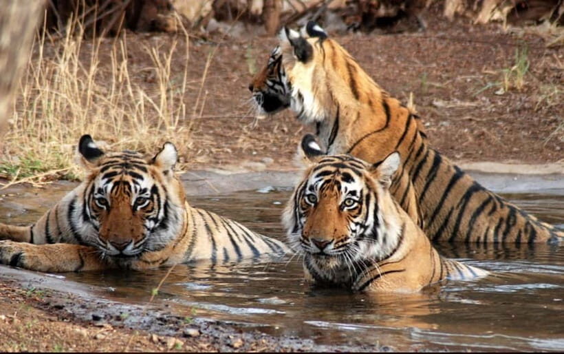 Ranthambore National Park: Safari Ticket with Pickup Option - Ranthambore Canter Safaris: What You’re Really Paying For