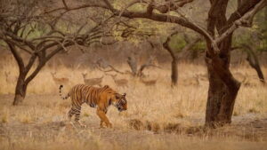 Ranthambore National Park: Safari Ticket with Pickup Option - Pickup and park entry: smooth start, fewer hassles